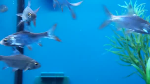 Electric Blue Silver Fish Dart Back Forth Energetically Shot — Stockvideo
