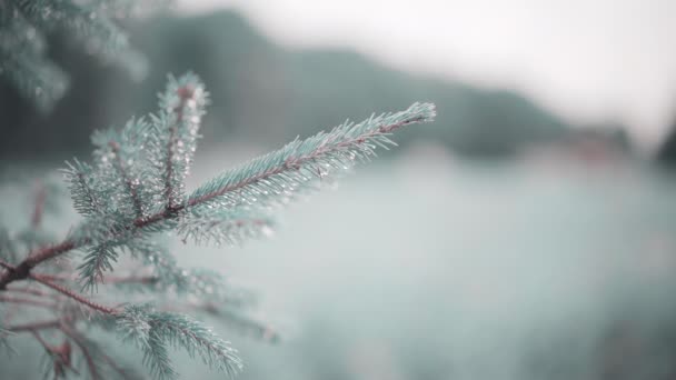 Evergreen Pine Tree Branch Close Raindrops Frost Pine Needles Winter — Vídeo de Stock