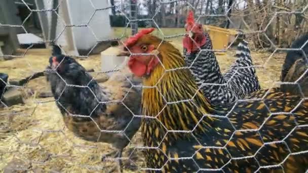 Chickens Pen Fence Backyard — Stockvideo