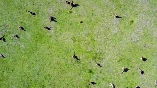 Drone Footage Large Group Grazing Kangaroos Lush Green Grass Drone — Stockvideo