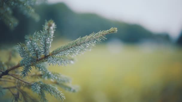 Evergreen Pine Tree Branch Close Raindrops Pine Needles Summer Branch — Vídeo de Stock