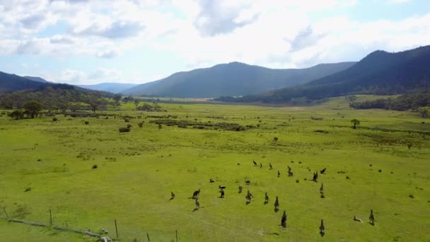 Drone Footage Flying Group Kangaroos Graze Large Green Lush Valley — Stockvideo