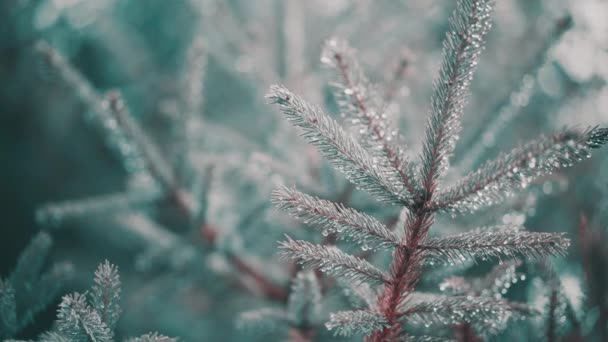Evergreen Pine Tree Branch Winter Sunlight Close Raindrops Frost Pine — Wideo stockowe