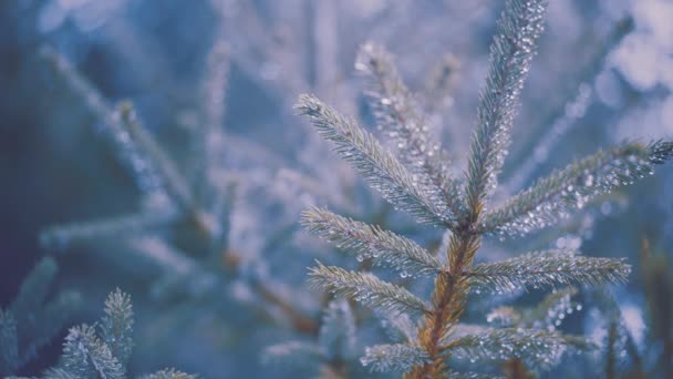 Evergreen Pine Tree Branch Winter Morning Sunlight Close Raindrops Frost — Video