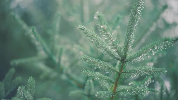 Evergreen Pine Tree Branch Morning Sunlight Close Raindrops Pine Needles — стокове відео