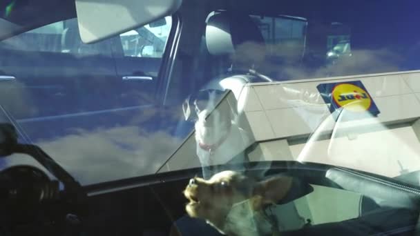 Dogs Trapped Car Hot Sunny Day Lidl Car Park Longton — Vídeos de Stock