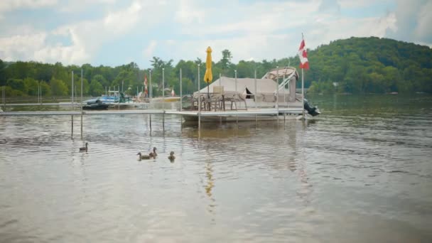 Ducks Swim Calm Lake Water Next Pontoon Boats Parked Docks — Stockvideo