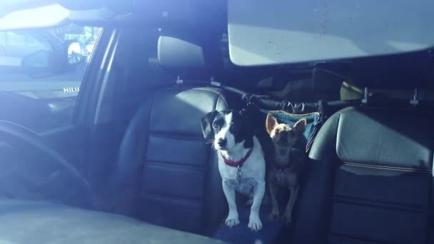 Dogs Trapped Car Hot Sunny Day Lidl Car Park Longton — Vídeo de Stock