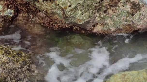 Crabs Rocks Bellows Field Beach Park — Vídeos de Stock