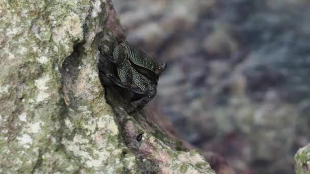 Crabs Rocks Bellows Field Beach Park — Stock Video