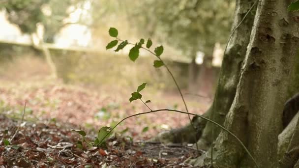 Tree Trunk Base Leaves Swaying — Vídeo de Stock