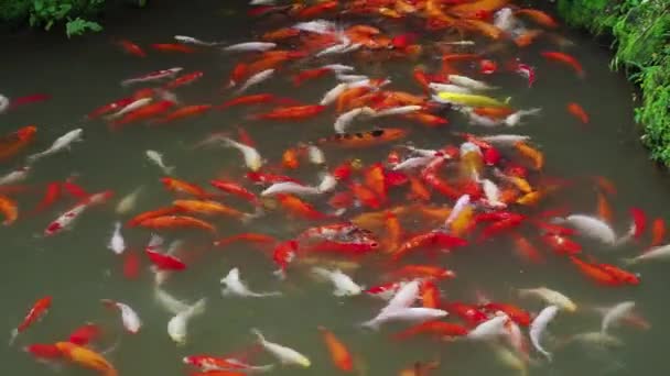 Decorative Koi Swimming Pond — 图库视频影像