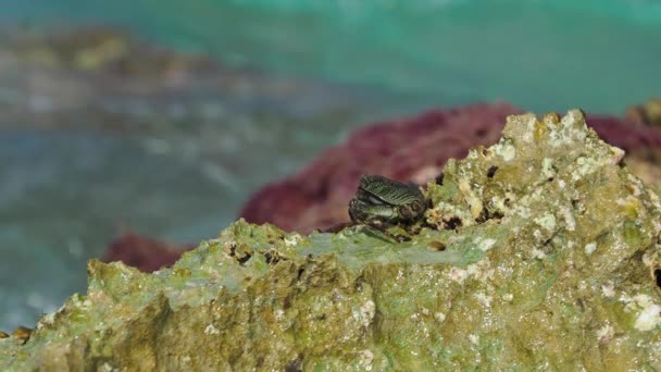 Krabben Rotsen Bij Bellows Field Beach Park — Stockvideo