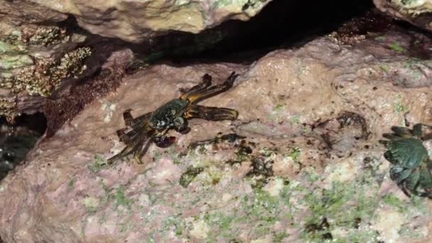 Crabs Rocks Bellows Field Beach Park — Stok Video