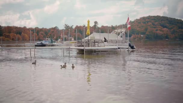 Ducks Swim Calm Lake Water Next Pontoon Boats Parked Docks — Stockvideo
