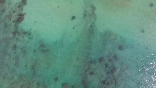 Aerial Shot Turquoise Hawaiian Waters Kawela Bay Beech Park Turtle — Stockvideo