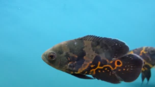 Various Tropical Fish Close — Stok video
