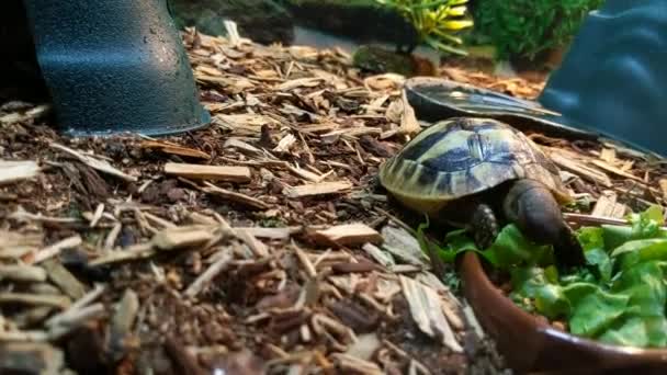 Closeup Baby Tortoise Munching Leaves Alternate Angle — Stok video