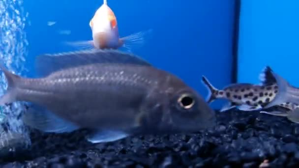 Closeup Catfish Surrounded Other Fish — Αρχείο Βίντεο