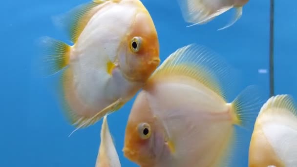 Small Group Fish — стоковое видео
