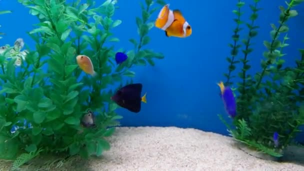 Closeup Various Colorful Tropical Fish Swimming Shot 60Fps — Stockvideo