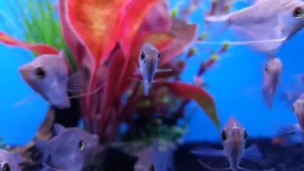 Group Fish Facing Camera Hover Place — Stok video