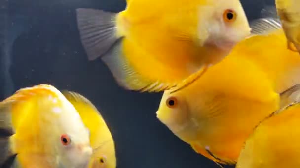 Orange Fish Gathered Together — Stockvideo