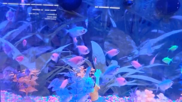 Various Colorful Tropical Fish — Video Stock