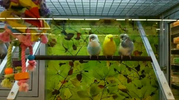 Panning Shot Colorful Birds Sitting Threes — Stockvideo