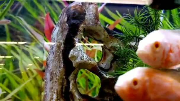 Closeup Black White Tropical Fish — Stok video