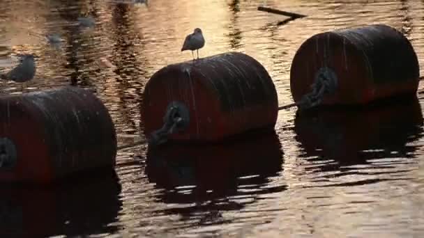 Water Birds Rest Large Water Buoys Sunset — Stockvideo