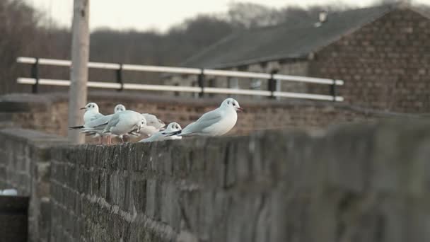 Gulls Quayside Wall — Αρχείο Βίντεο