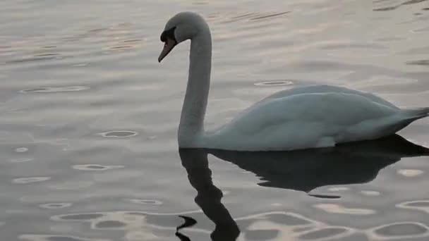 Swan Floating Water Dusk — Stockvideo