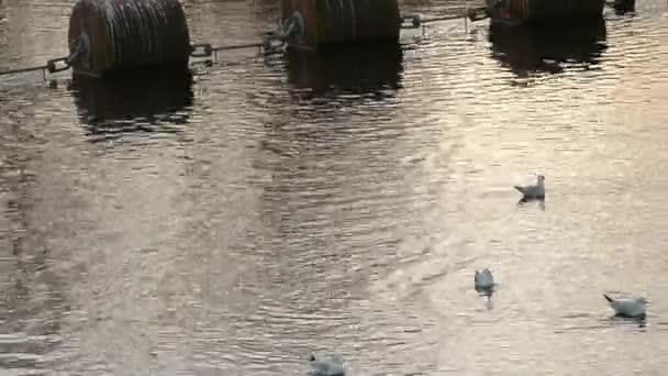 Water Birds Float Large Water Buoys — Vídeo de Stock