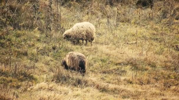 Herd Sheep Eating Grass Field — Stockvideo