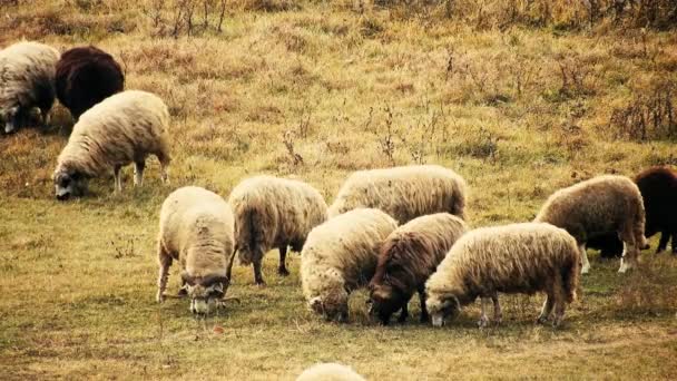 Herd Sheep Eating Grass Field — стоковое видео
