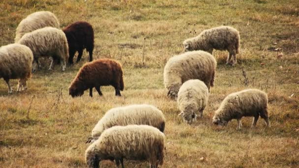 Herd Sheep Eating Grass Field — стоковое видео