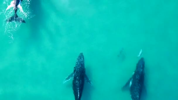 Humpback Whales Accompanied Dolphins Swim Frame — Stockvideo