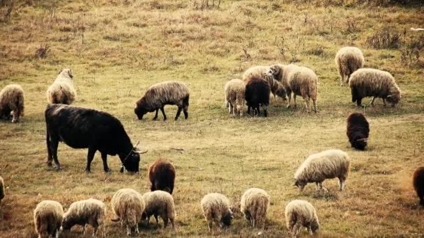 Herd Sheep Eating Grass Field Some Cows Them — Vídeos de Stock