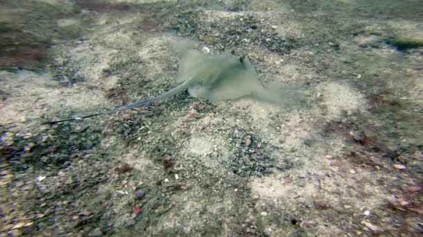 Lonely Bluespotted Stingray Trying Cover Itself Sand Hide Itself Bottom — Vídeos de Stock