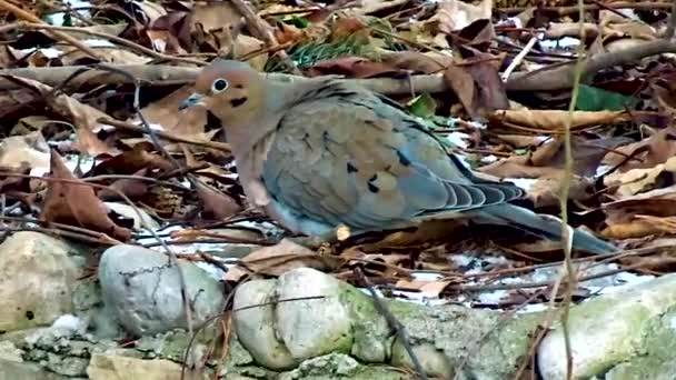 Close Dove Sitting Rock Garden — Vídeo de Stock