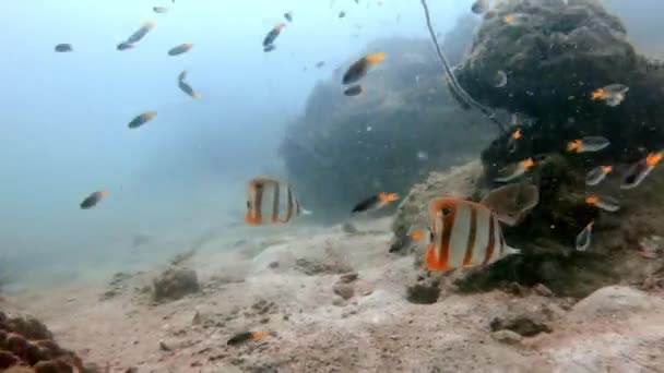 Copperband Butterfly Fish Looking Food Coral Slowly Swimming Away Its — Vídeos de Stock