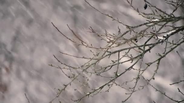 Tung Snö Med Träd Bakgrund Vintertid — Stockvideo