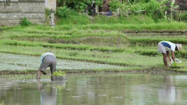 Working Bali Rise Field — Vídeos de Stock