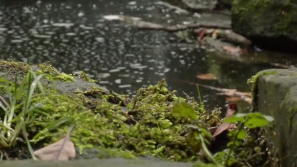Lush Green Foliage Grows Stream — Stok video