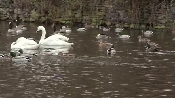 Group Water Birds Floating Water — Stockvideo