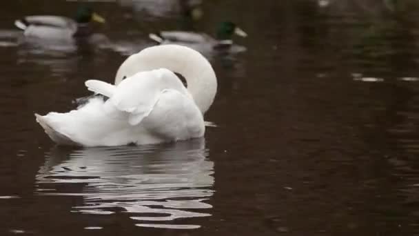 Swan Floating Water Grooming — Vídeo de Stock