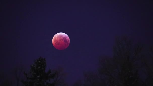 Time Lapse Super Blood Wolf Moon — Stockvideo