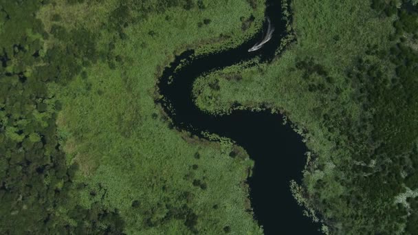 Passeios Barco Pelo Rio Palatlakaha Entre Lago Wilson Lago Minneola — Vídeo de Stock