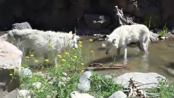 Two White Wolves Nature Kissing Licking Each Other Water — Vídeo de Stock